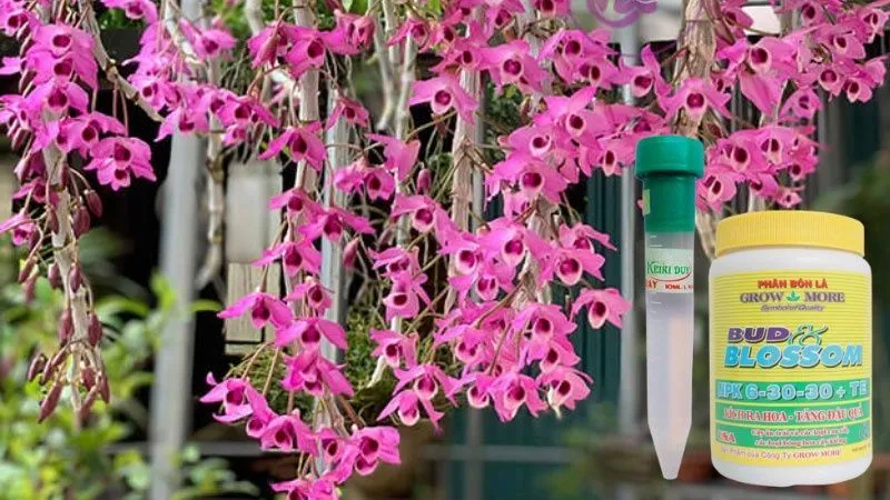 Phun phân bón NPK và các chế phẩm kích hoa lên thân lan trầm rồng đỏ vào cuối mùa nghỉ