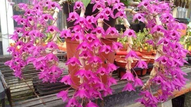 Lan trầm rồng đỏ được trồng trong chậu với giá thể vỏ thông và dớn vụn