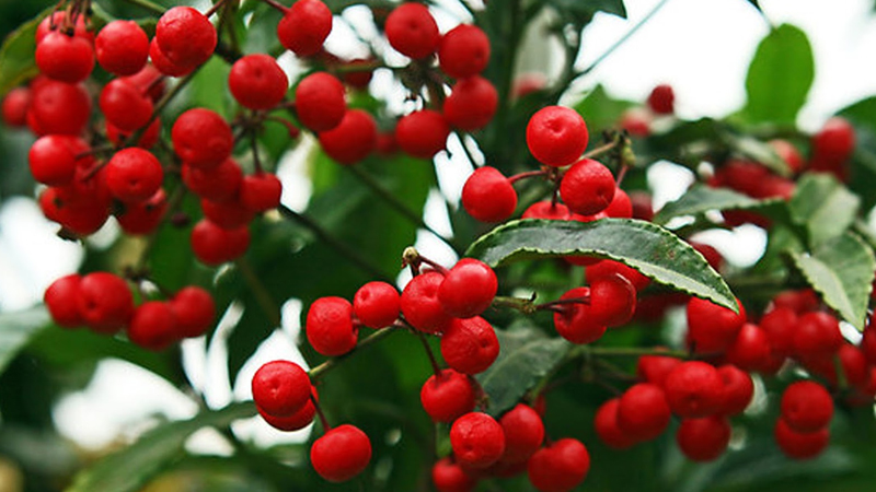 Cách Trồng Cây Kim Ngân Lượng Ra Quả Đỏ Đúng Dịp Tết Hiệu Quả