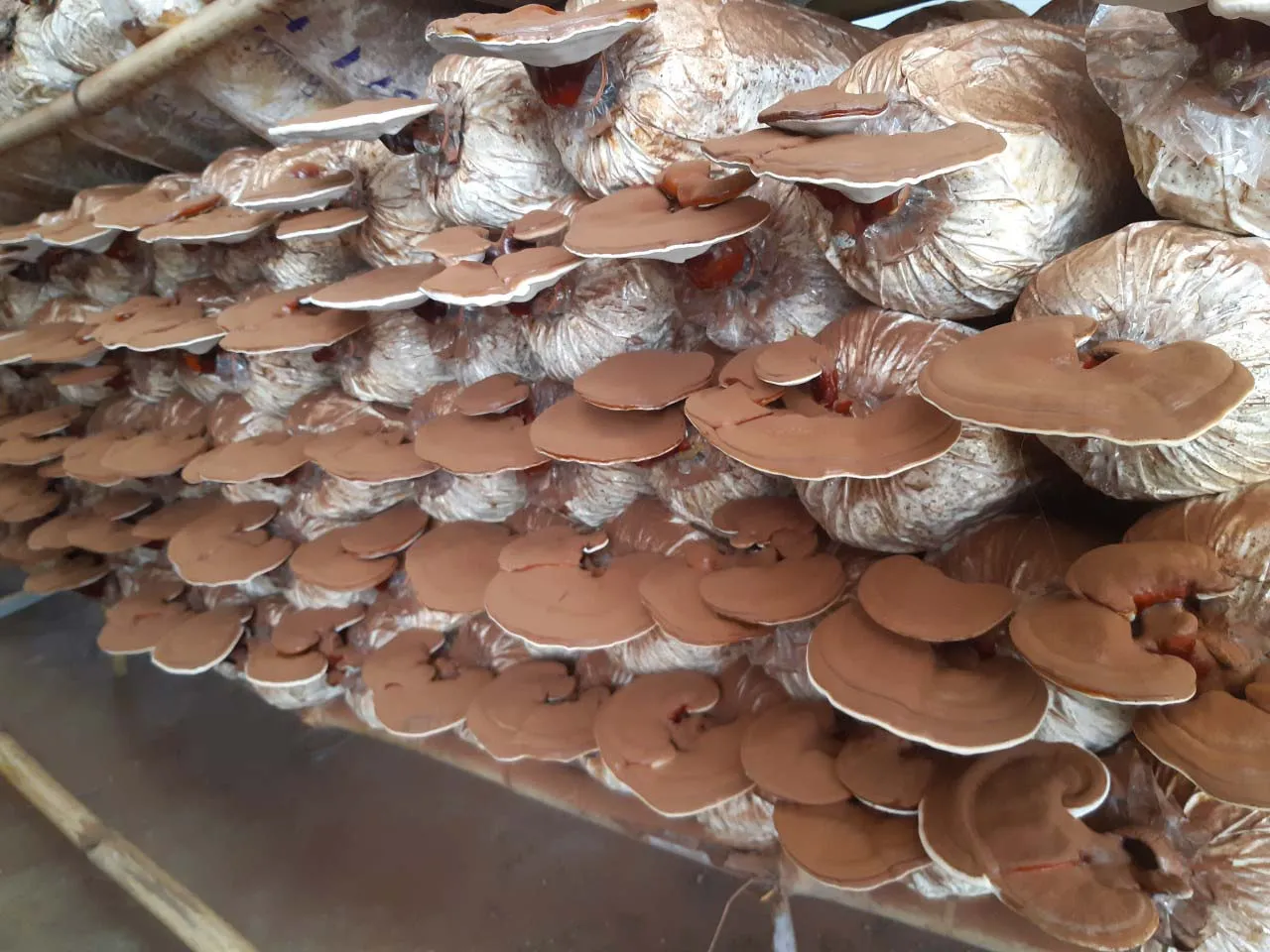 Tư vấn kỹ thuật nuôi tơ và cách nới nút bông chuyên nghiệp cho phôi nấm linh chi