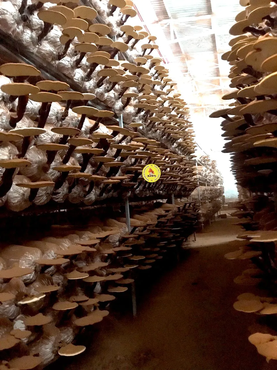 Hướng dẫn kỹ thuật chăm sóc nấm linh chi, kiểm soát độ ẩm và nhiệt độ nhà trồng