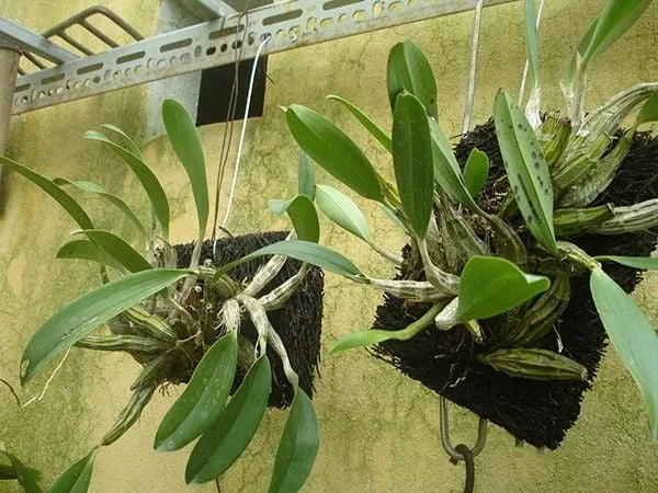 Xử lý giá thể dớn bảng bằng cách ngâm trong dung dịch vôi