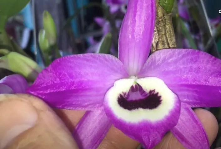 Lựa chọn chậu và giá thể trồng lan đùi gà phù hợp