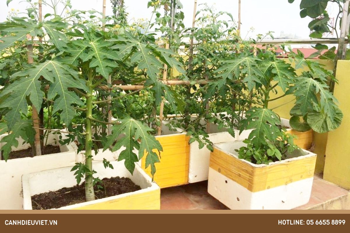 Cách Trồng Đu Đủ Trong Thùng Xốp Đạt Năng Suất Cao Tại Nhà