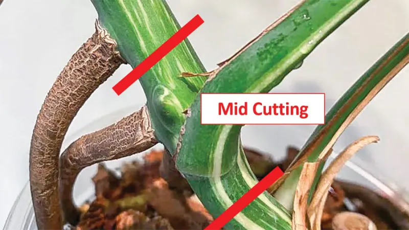 Xác định vị trí cắt chính xác dưới rễ khi thực hiện cách trồng cây trầu bà lá xẻ bằng phương pháp giâm cành