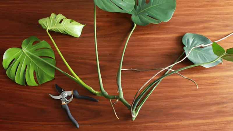 Kỹ thuật trồng trầu bà lá xẻ từ cây con đòi hỏi sự tỉ mỉ và kinh nghiệm