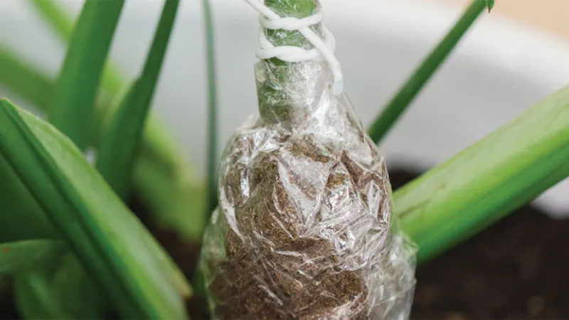 Sử dụng rêu ẩm để kích thích ra rễ trong kỹ thuật chiết cành Monstera