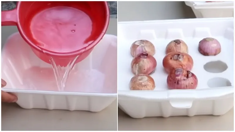 Đặt hành tím vào hộp xốp