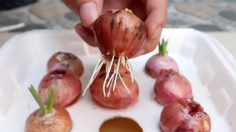 Chăm sóc thường xuyên cho cây hành lá trồng trong hộp xốp