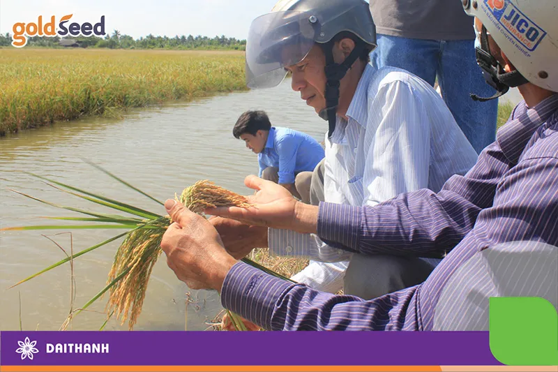 Giống lúa lai F1 GS9 trồng trên vùng lúa tôm