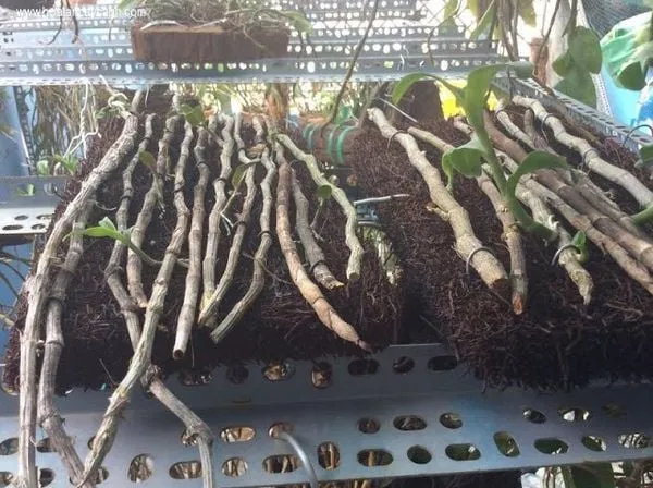 Cắt tỉa rễ và giả hành lan trước khi ghép vào dớn bảng