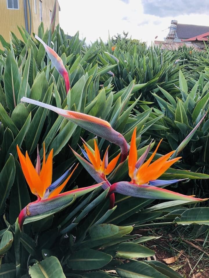 Cách Trồng Hoa Thiên Điểu: Kỹ Thuật Đạt Chuẩn Để Cây Ra Hoa Lớn