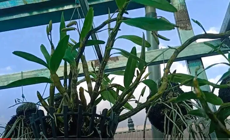 Lan đùi gà cần được đặt ở nơi có ánh sáng tán xạ