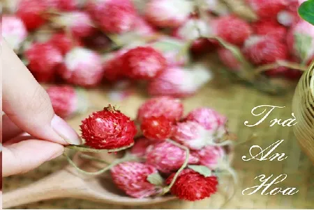 Thu hoạch hoa cúc bách nhật chế biến trà thảo dược