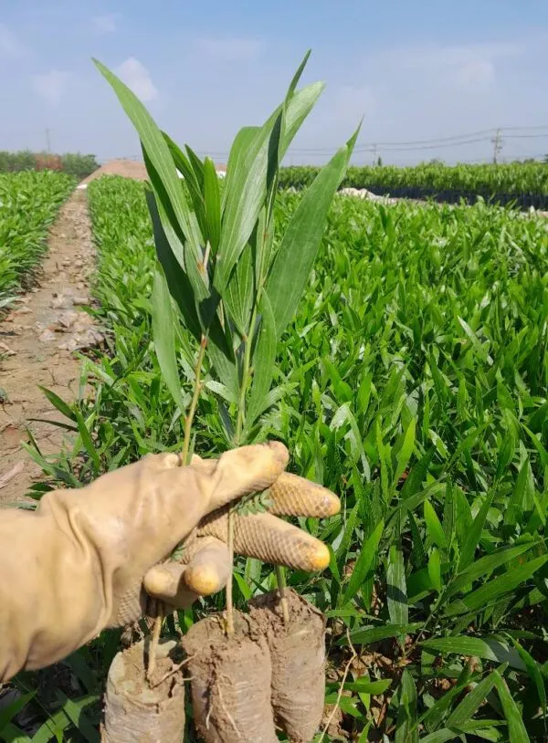 Cây Tràm Bông Vàng giống đã sẵn sàng để trồng rừng