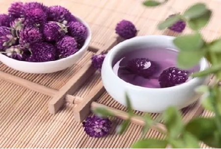 Hoa cúc bách nhật dùng làm thuốc