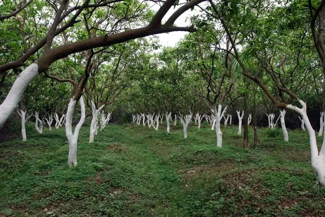 Trồng bưởi Diễn cần có mật độ trồng hợp lý.