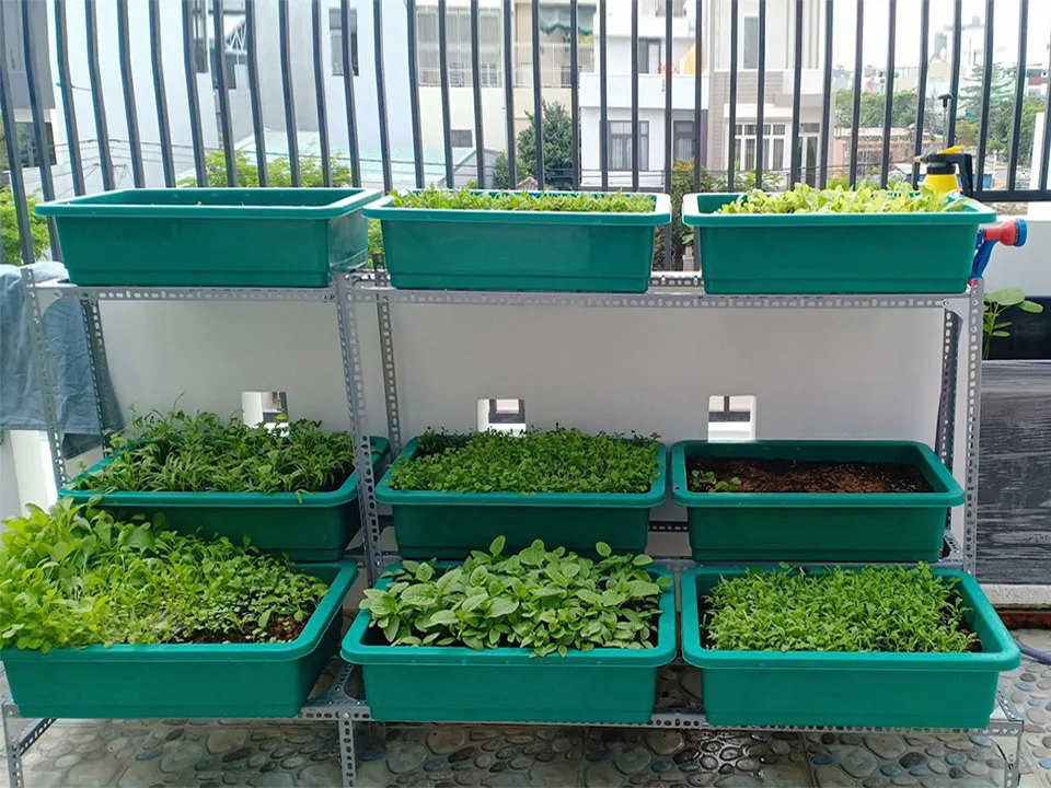 Kệ trồng rau tại nhà với khay cỡ đại đặt tại ban công