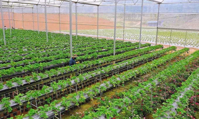 Dâu tây được trồng tại miền Bắc trong nhà kính công nghệ cao. Mua cây dâu tây giống hana 082989110