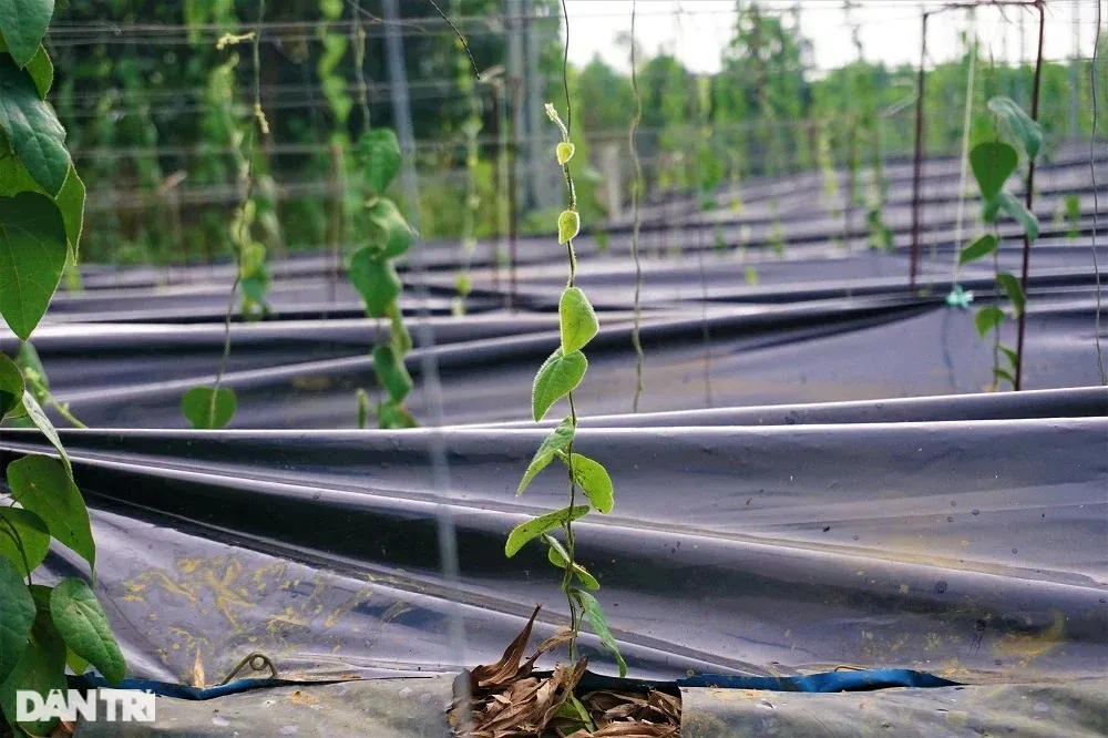 Theo ông Định, sương sâm rất dễ trồng, chỉ cần tưới nước đủ và làm giàn chắc chắn.