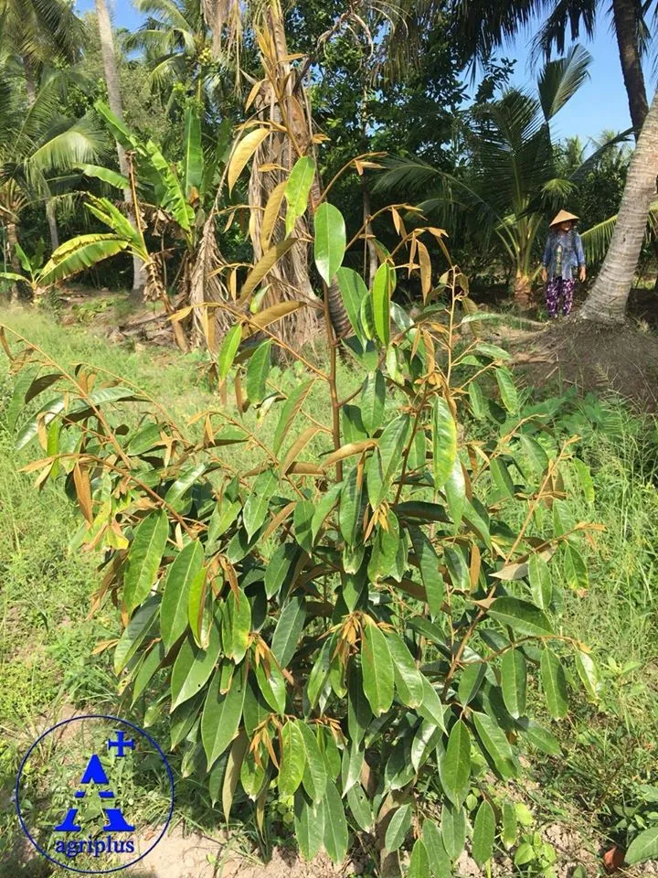 Hình ảnh thực tế cây sầu riêng phát triển tốt sau 6 tháng trồng