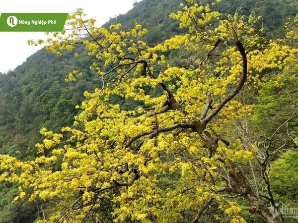 Cây Bạch Mai Rừng nở hoa trắng tinh khôi, tượng trưng cho sự thuần khiết