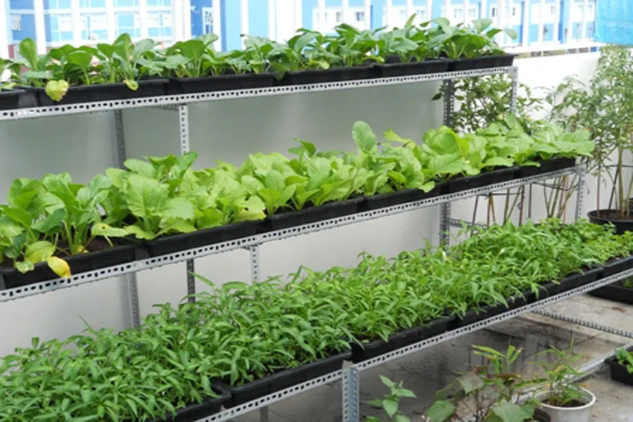 Kệ 3 tầng trồng rau mầm tại sân thượng bằng sắt V lỗ