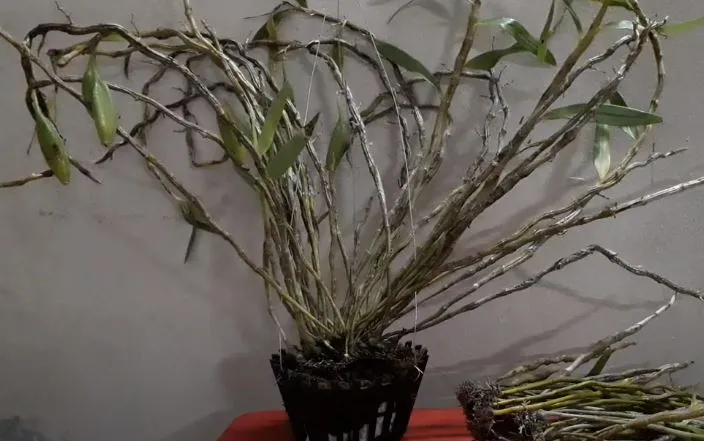 Lan Đùi Gà Tròn cần nhiệt độ mát mẻ vào mùa đông để kích thích ra hoa