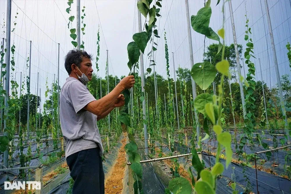 Cây trồng càng lâu, thu hoạch nhiều sẽ giúp đọt non mọc nhanh và cho năng suất cao.