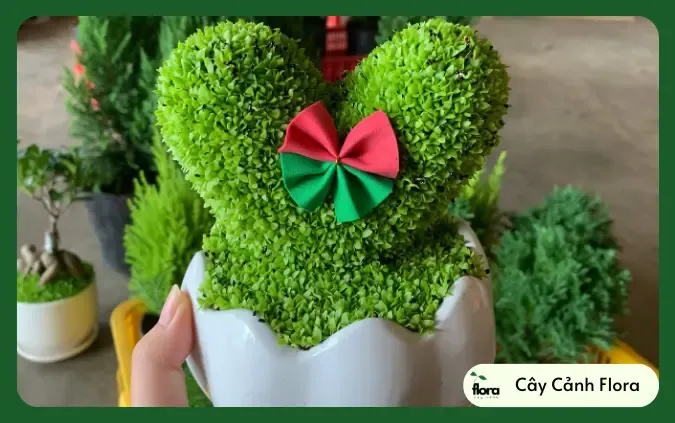 Cỏ may mắn hình trái tim Oxalis màu tím đặt trên bàn gỗ