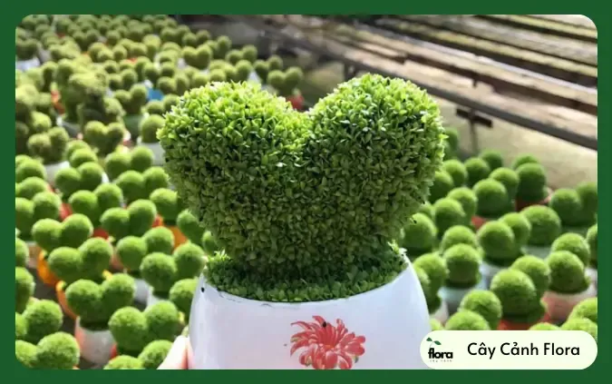 Kỹ thuật tưới nước đúng cách cho cỏ may mắn hình trái tim