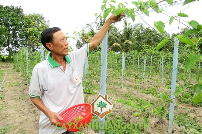 Cây Hoa Thiên Lý ra hoa cần được chăm sóc đúng kỹ thuật