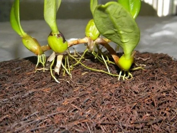 Giàn lan treo trên dớn bảng đã ra rễ và phát triển ổn định