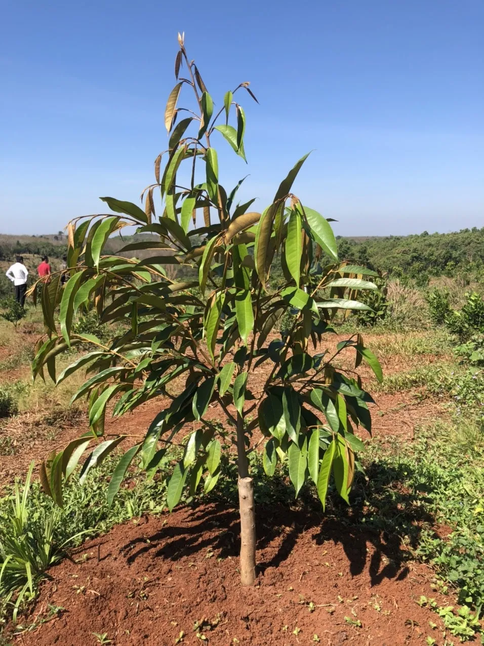 Cây sầu riêng con mới trồng đang phát triển với tán lá xanh tốt
