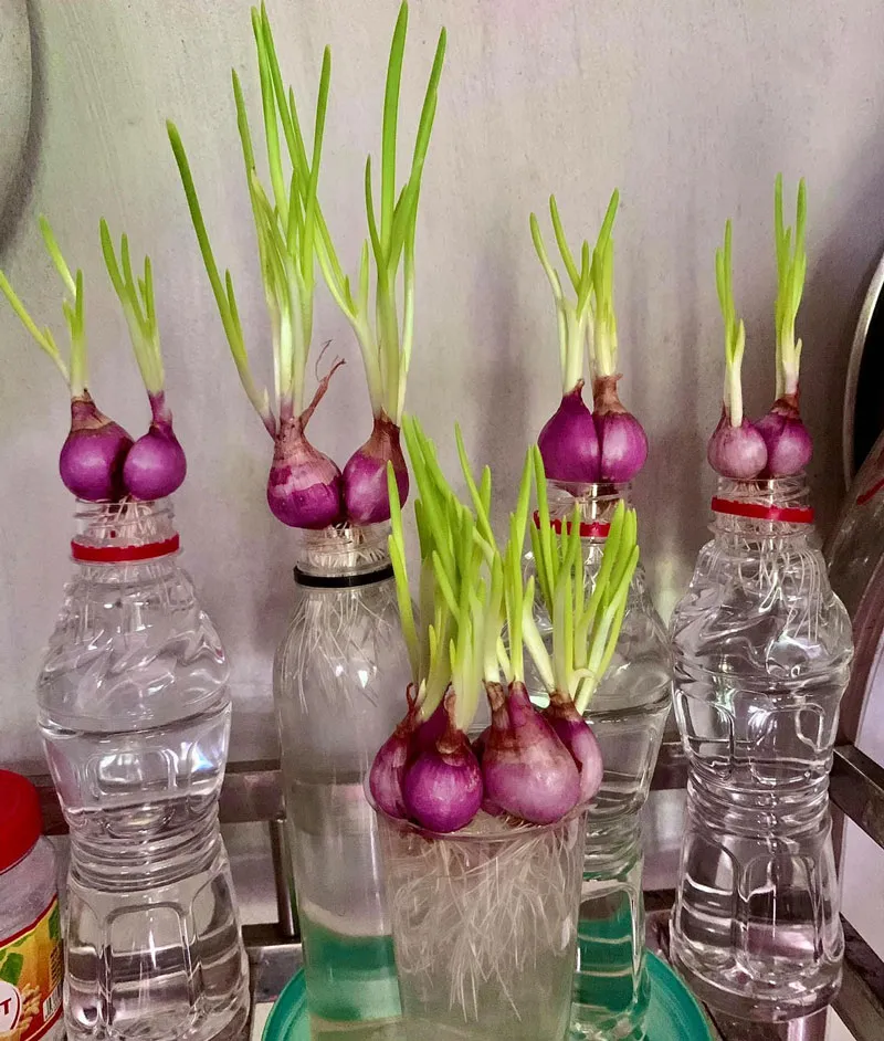 Cây hành lá đang được trồng trong nước bằng các dụng cụ đơn giản