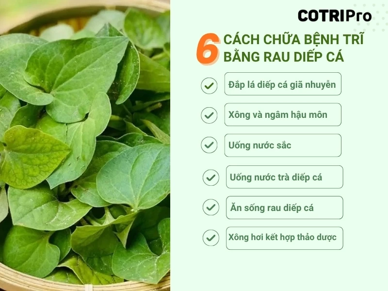 Cách Trồng Rau Diếp Cá Tại Nhà: Hướng Dẫn Chi Tiết Từ A Đến Z Đạt Hiệu Quả Cao