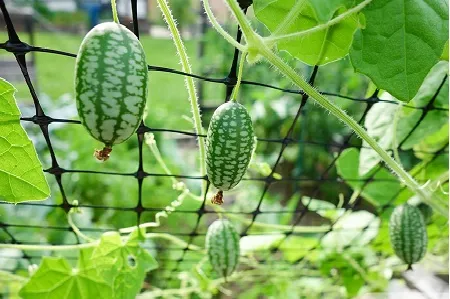 Hình ảnh giàn dưa hấu tí hon với những trái nhỏ bé