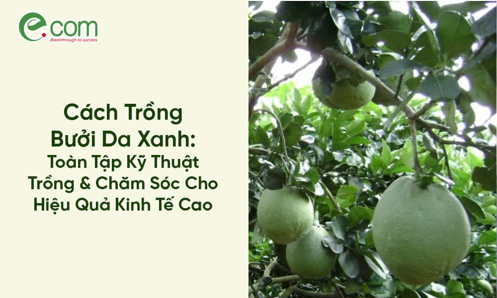 Cách Trồng Chăm Sóc Cây Bưởi Da Xanh Đạt Chuẩn Xuất Khẩu