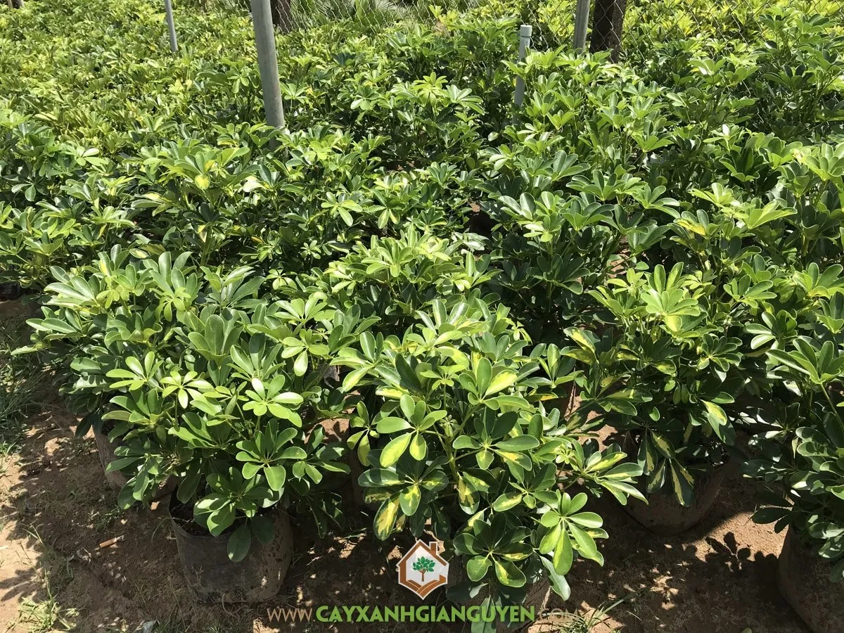 Chọn cành Ngũ Gia Bì bánh tẻ để tiến hành giâm cành đạt tỷ lệ sống cao