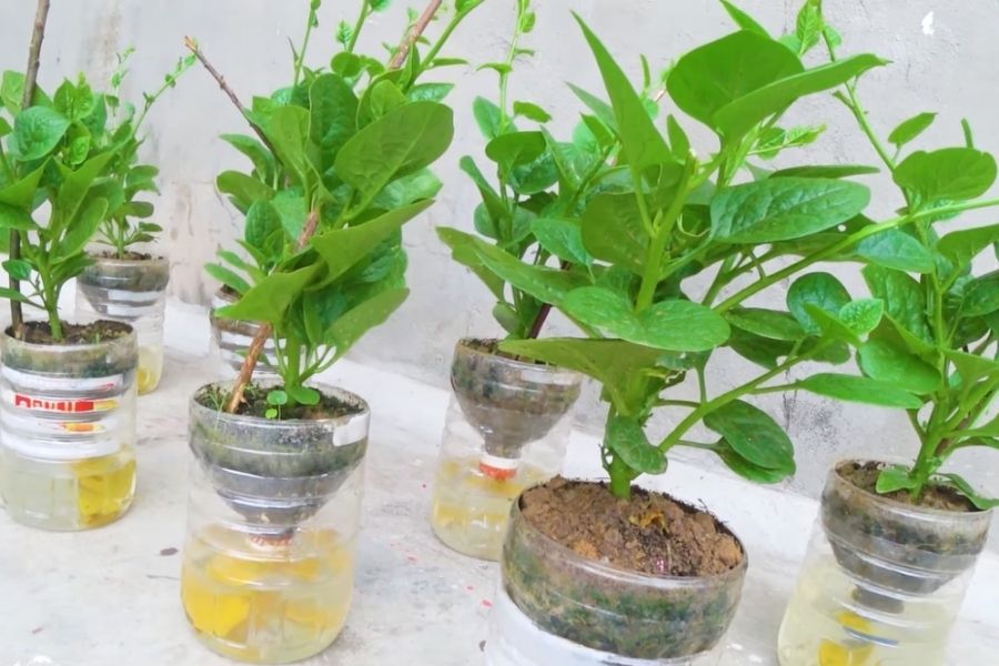Cách Tái Chế Chai Nhựa Thành Chậu Trồng Rau Hiệu Quả Nhất
