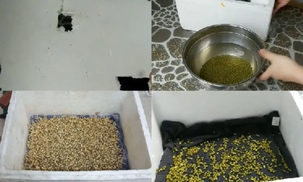 Trồng giá đỗ bằng thùng xốp và cát