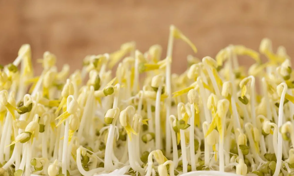 Giá trị dinh dưỡng phong phú có trong giá đỗ