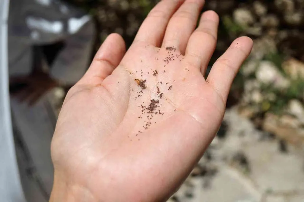 Hạt giống Cải Trời