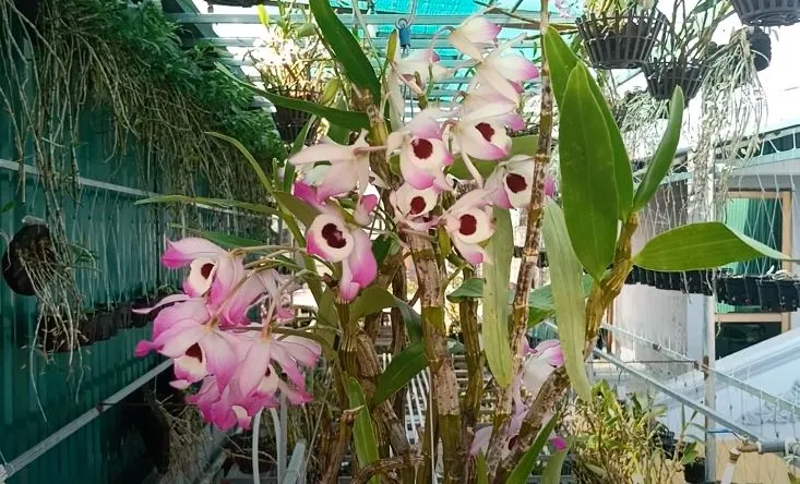 Bón phân NPK cân đối cho lan đùi gà