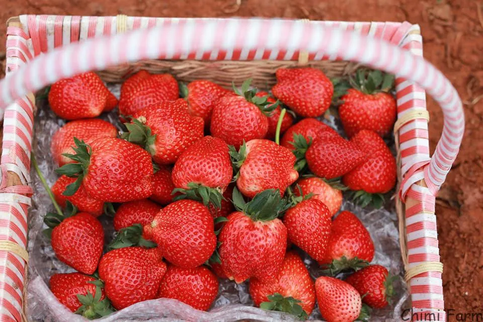 Cây dâu tây giống Hana đang ra quả, minh họa cách trồng dâu tây sai quả