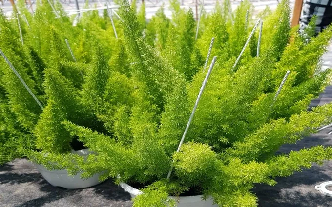 Cây Đuôi Chồn - Ý nghĩa, Cách trồng và chăm sóc