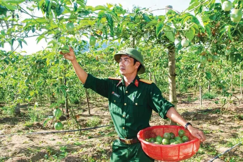 Hướng Dẫn Kỹ Thuật Trồng Chanh Dây Chuyên Nghiệp Từ A Đến Z