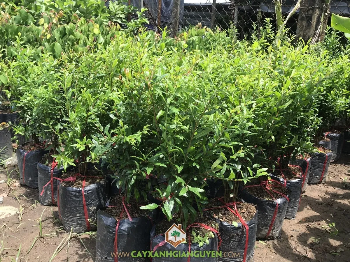 Quy trình lựa chọn và trồng cây lựu giống chất lượng để đảm bảo năng suất