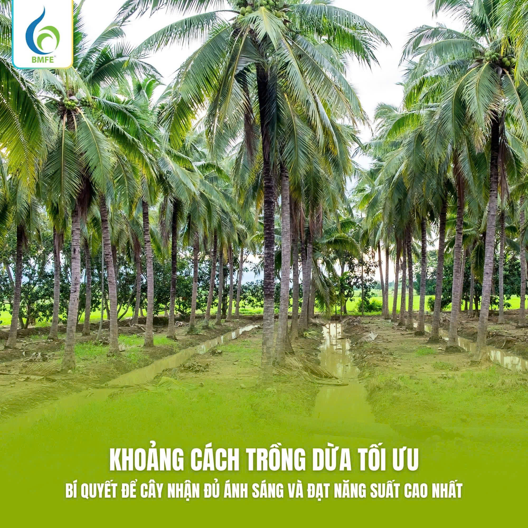 Cách Trồng Và Chăm Sóc Dừa Xiêm Lùn Đạt Năng Suất Tối Đa