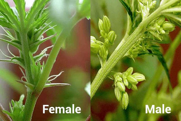 Cách Trồng Cần Sa Hữu Cơ Đạt Năng Suất Cao Nhất Và Chất Lượng Vượt Trội